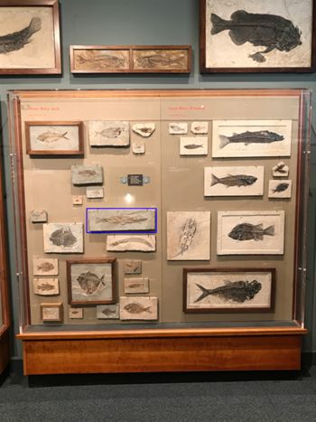 Media type: image;   Vertebrate Paleontology VPF-6315 Description: Annotated image of exhibit case A7 showing the location of VPF-6315 on exhibit at HMNH in Romer Hall.;
